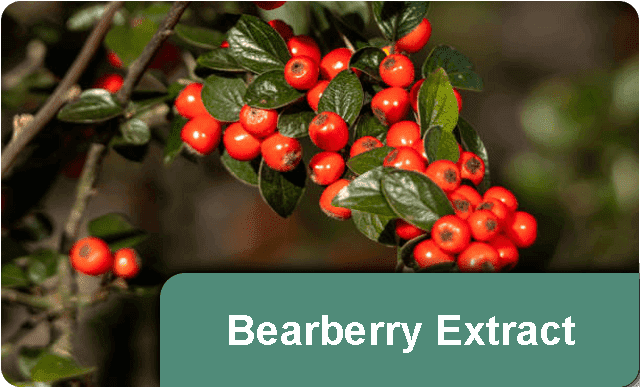 Bearberry-01