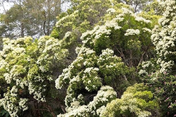 Australian-Tea-Tree-001