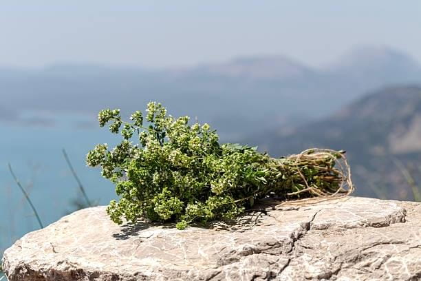 Greek-Mountain-Oregano-001