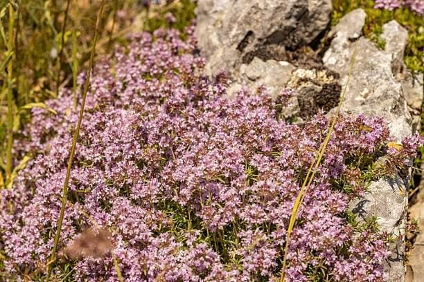 Mediterranean-Wild-Thyme-001
